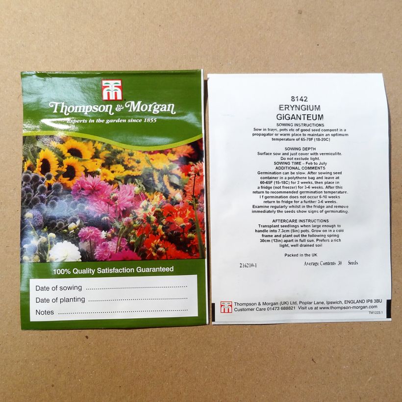 Esimerkki toimitetusta Hohtopiikkiputki Miss Willmotts Ghost (siemenet) per pack of 30 seeds-taimesta