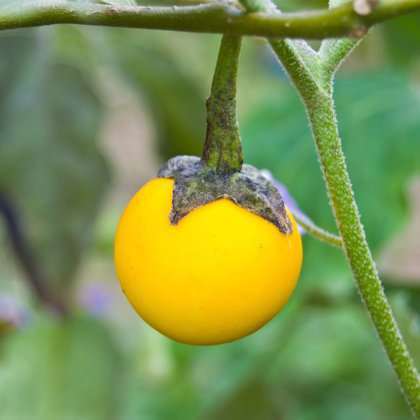 Munakoiso Thai Yellow Egg (siemenet) (Sadonkorjuu)