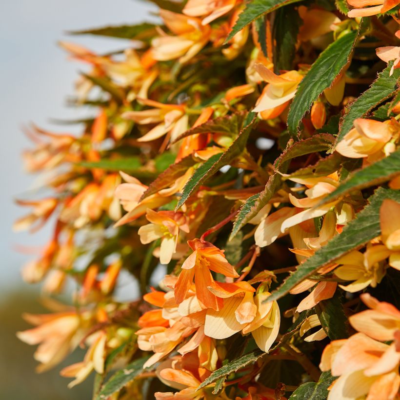 Riippubegonia Copacabana F1 Tricolour (päällystetyt siemenet) (Kukinta)