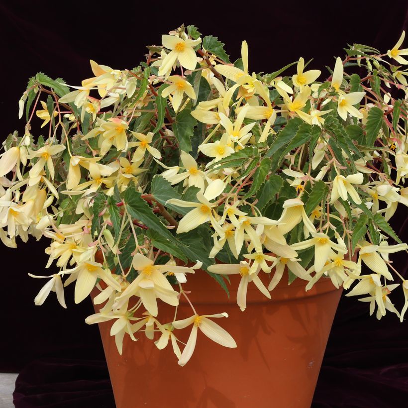 Riippubegonia Copacabana F1 Yellow (päällystetyt siemenet) (Kasvutapa)
