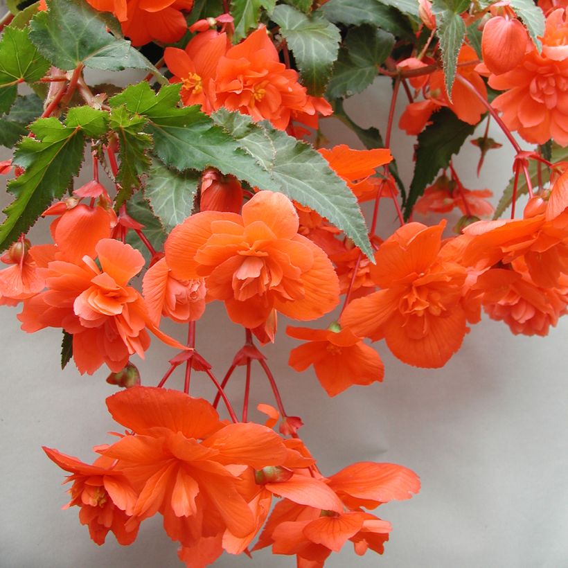 Riippubegonia Chanson F1 Salmon (päällystetyt siemenet) (Kukinta)