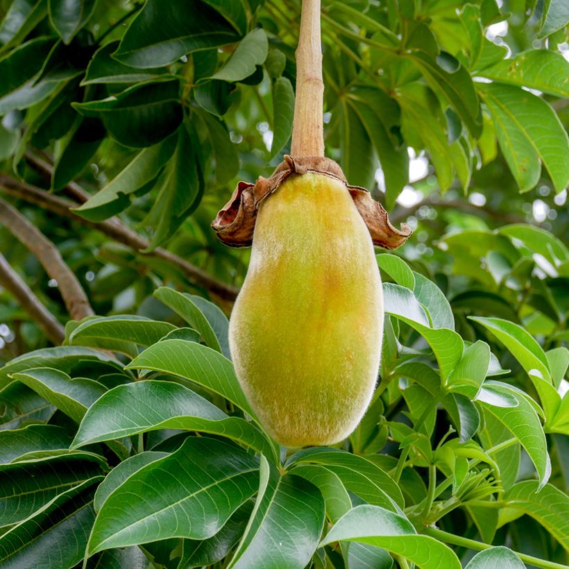 Apinanleipäpuu (siemenet) - Adansonia digitata (Sadonkorjuu)