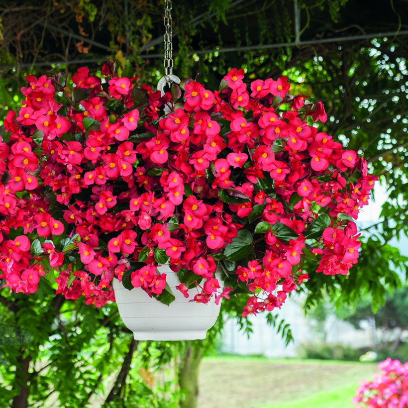 Kesäbegonia F1 Big Red Bronze Leaf (siemenet) (Kasvutapa)