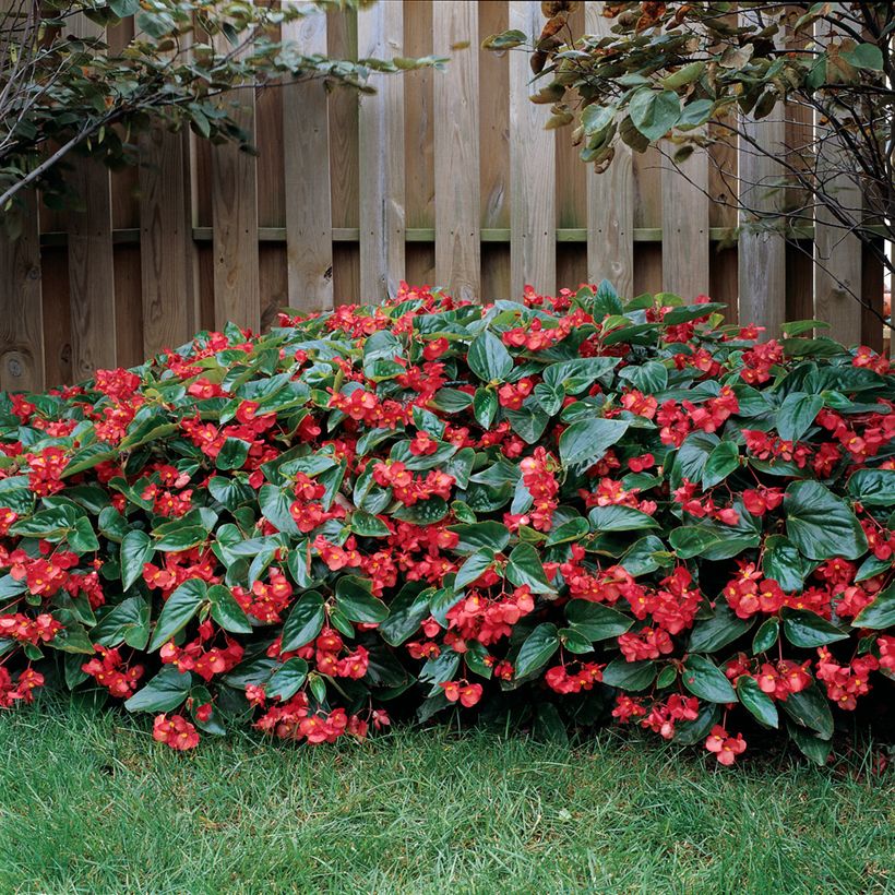 Kesäbegonia Dragon Wing (siemenet) (Kasvutapa)
