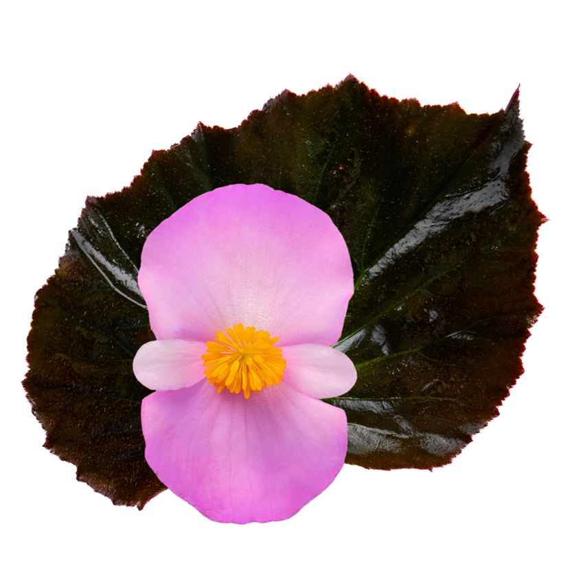 Kesäbegonia Stonehedge Light Pink Bronze Leaf (siemenet) (Kukinta)