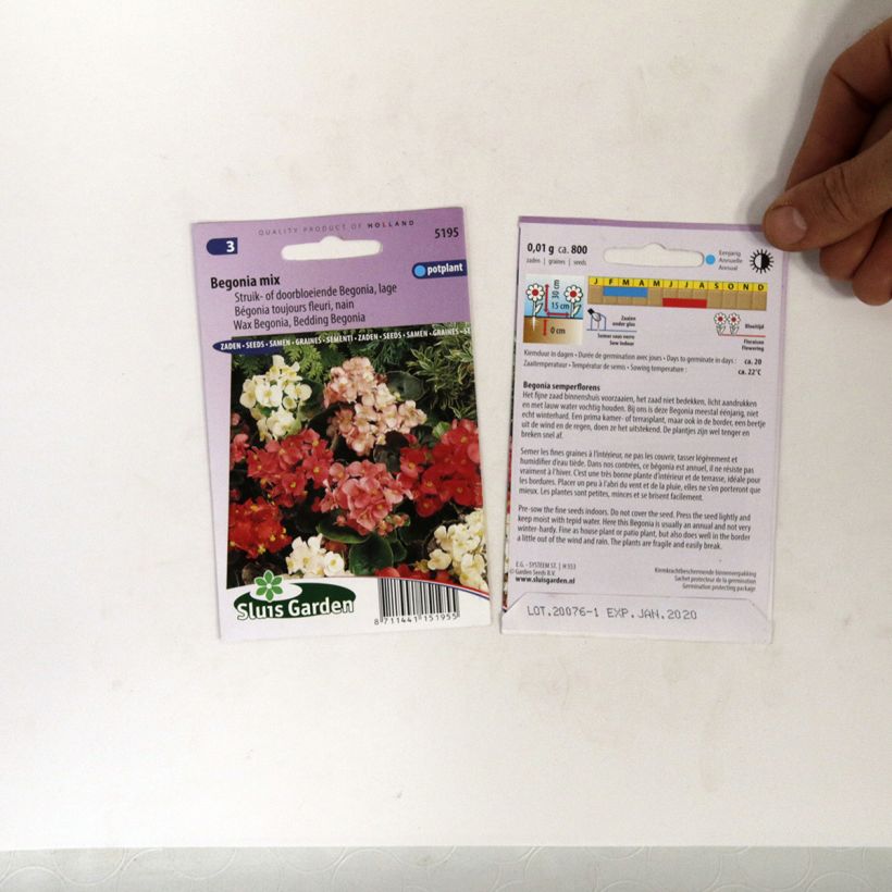 Esimerkki toimitetusta Kesäbegonia (siemenet) - Begonia semperflorens 700 siemenen pussi (0,01g)-taimesta