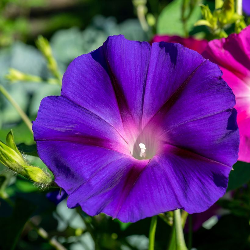 Kirjokierto (siemenet) - Convolvulus tricolor (Kukinta)