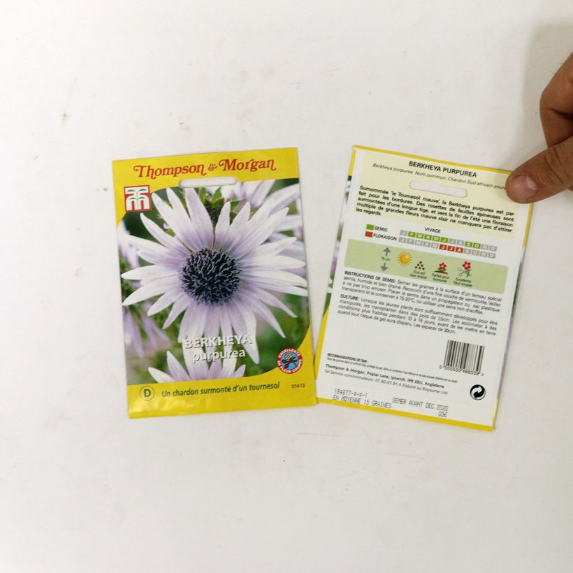 Esimerkki toimitetusta Berkheya purpurea (siemenet) per pack of 15 seeds-taimesta