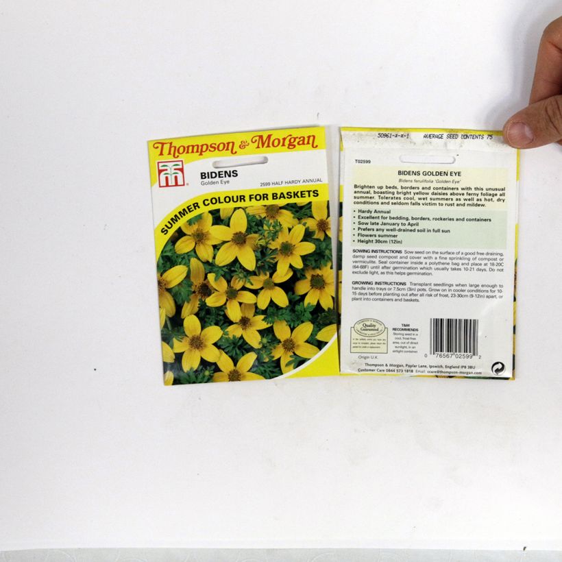 Esimerkki toimitetusta Amppelirusokki Golden Eye (siemenet) per pack of 150 seeds (0,5g)-taimesta