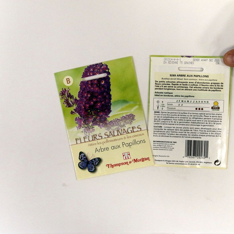 Esimerkki toimitetusta Syyssyrikkä (siemenet) - Buddleja davidii per pack of 75 seeds-taimesta