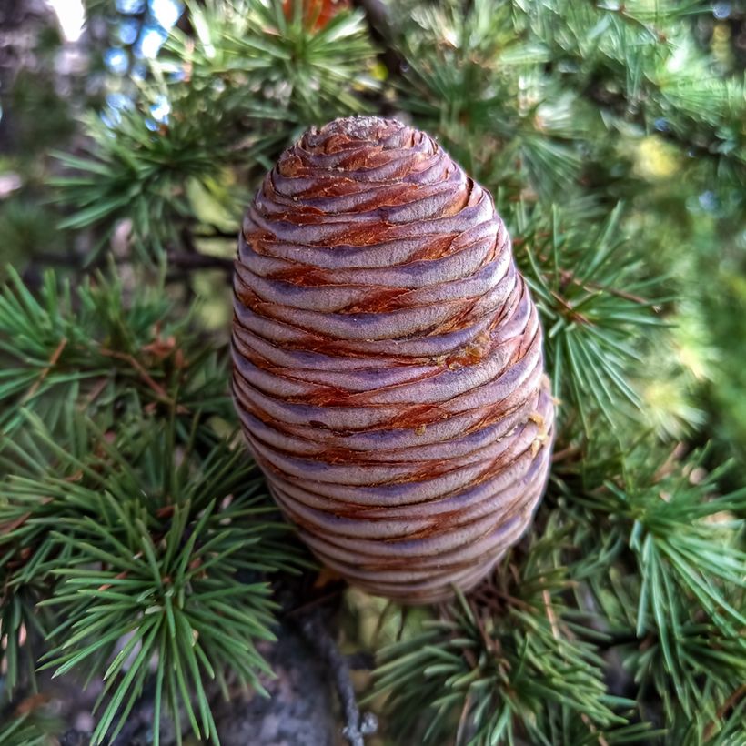 Atlassetri (siemenet) - Cedrus atlantica (Sadonkorjuu)