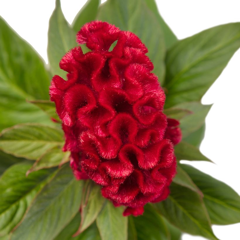 Kukonharja Red Jack (siemenet) (Kukinta)