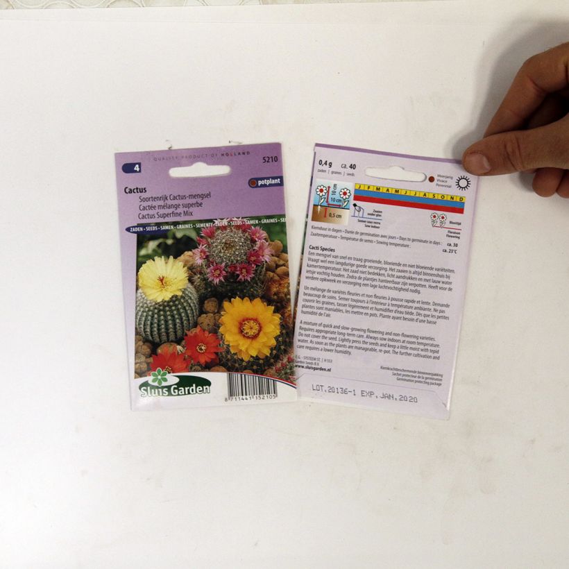 Esimerkki toimitetusta Cactus subsp. (siemenet) per pack of 150 seeds (0,1g)-taimesta