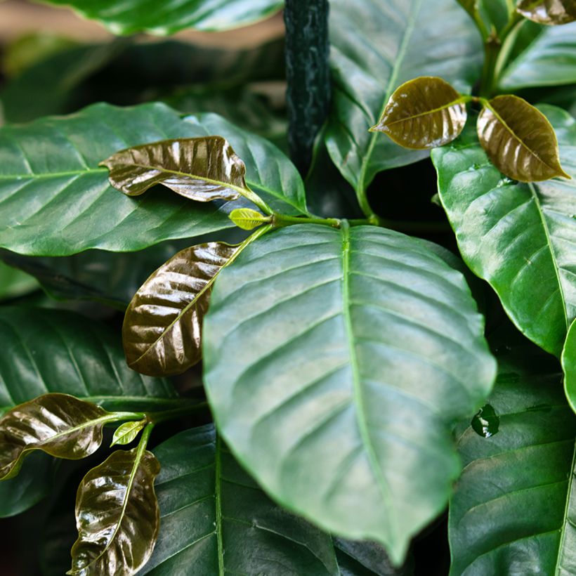 Arabiankahvi (siemenet) - Coffea arabica (Lehvistö)