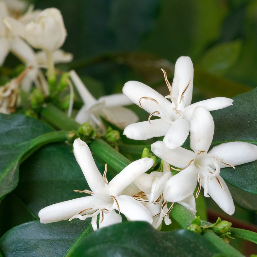 Arabiankahvi (siemenet) - Coffea arabica (Kukinta)