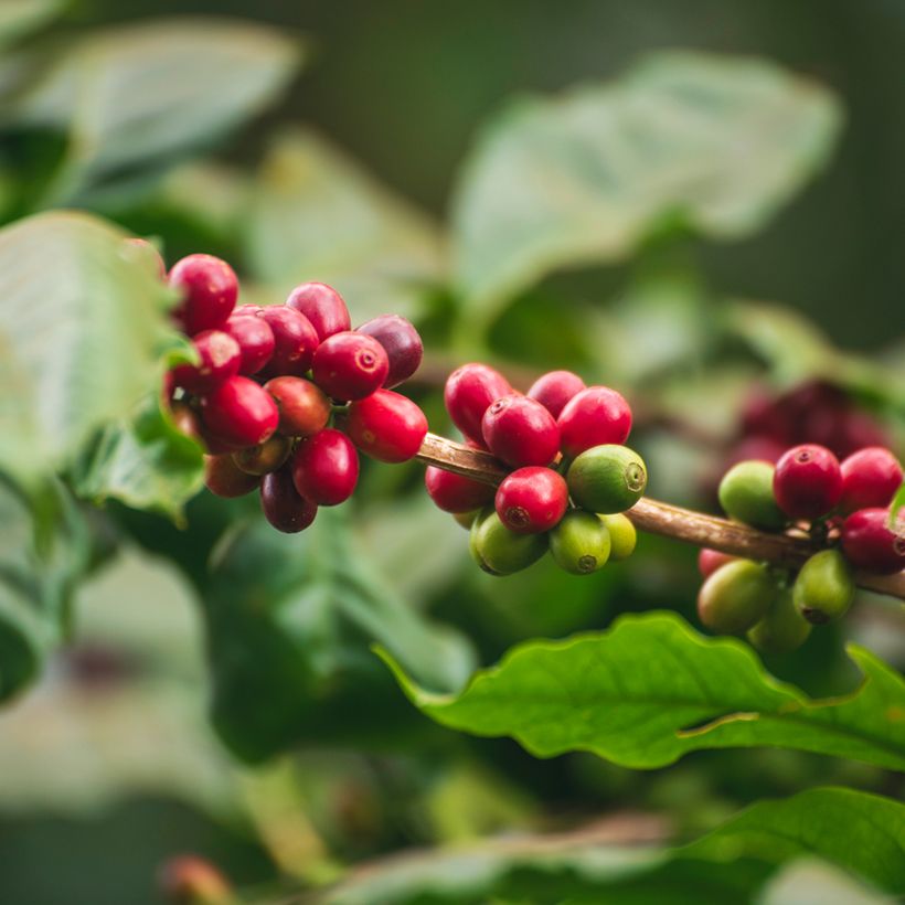 Arabiankahvi (siemenet) - Coffea arabica (Sadonkorjuu)