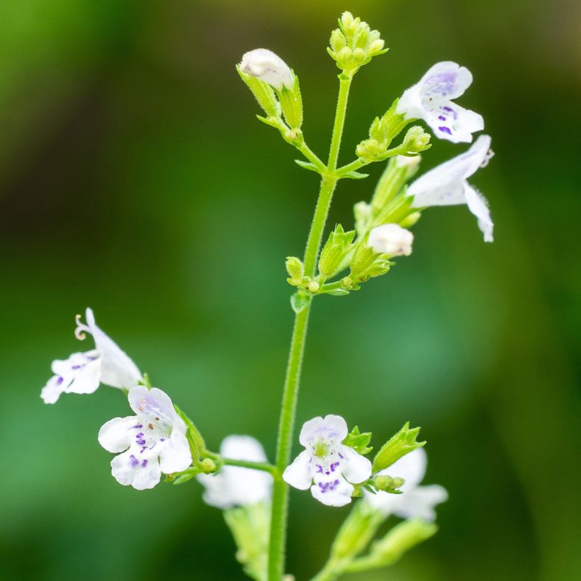 Kivikkokäenminttu (siemenet) - Calamintha nepeta (Kukinta)
