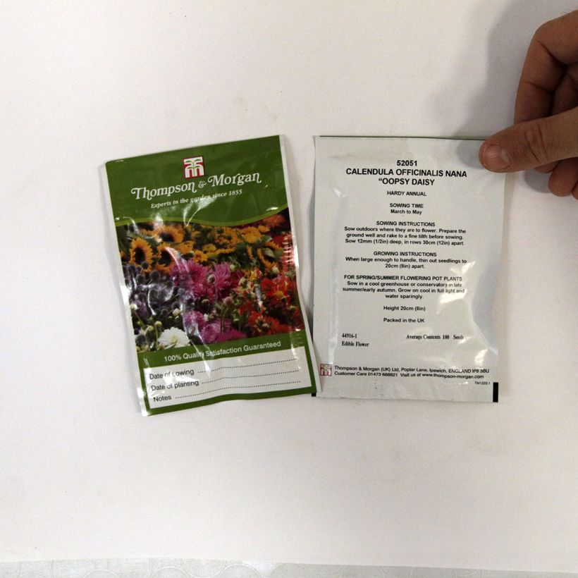 Esimerkki toimitetusta Kehäkukka Nana Oopsy Daisy (siemenet) per pack of 100 seeds-taimesta
