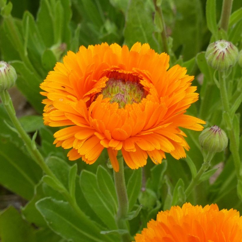 Kehäkukka Greenheart Orange (siemenet) (Kukinta)