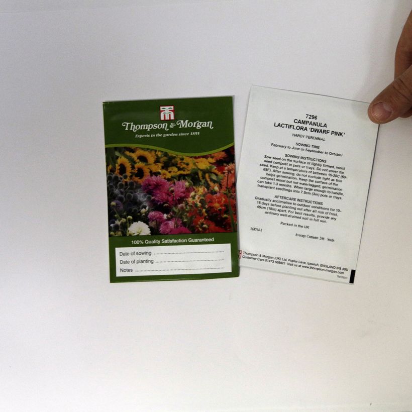 Esimerkki toimitetusta Maitokello Dwarf Pink (siemenet) per pack of 200 seeds-taimesta