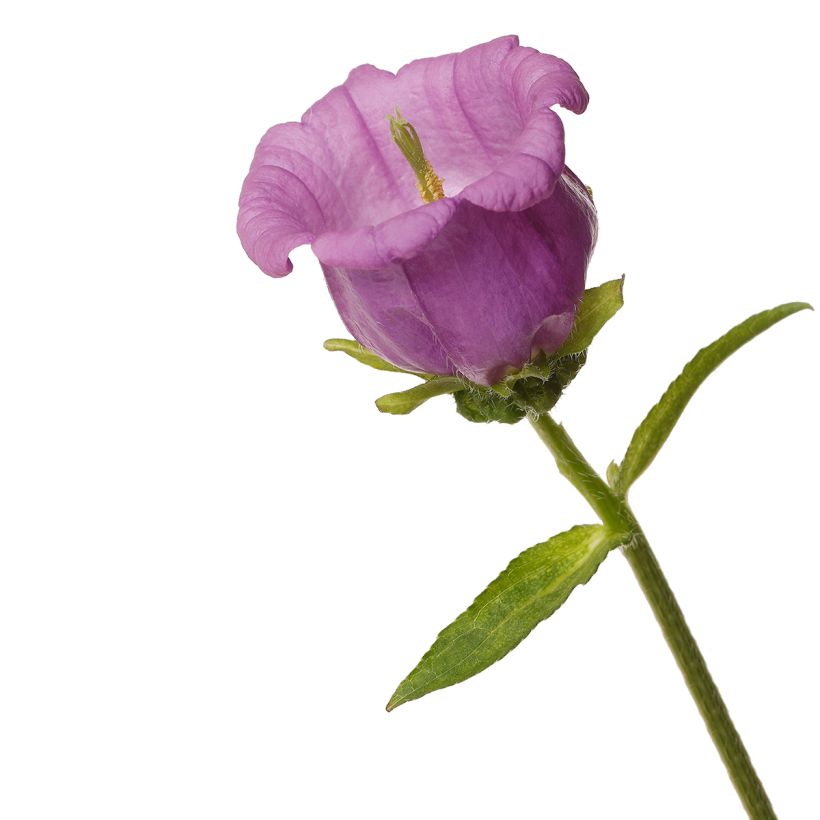 Maariankello Big Ben Lavender F1 (pilleröidyt siemenet) (Kukinta)