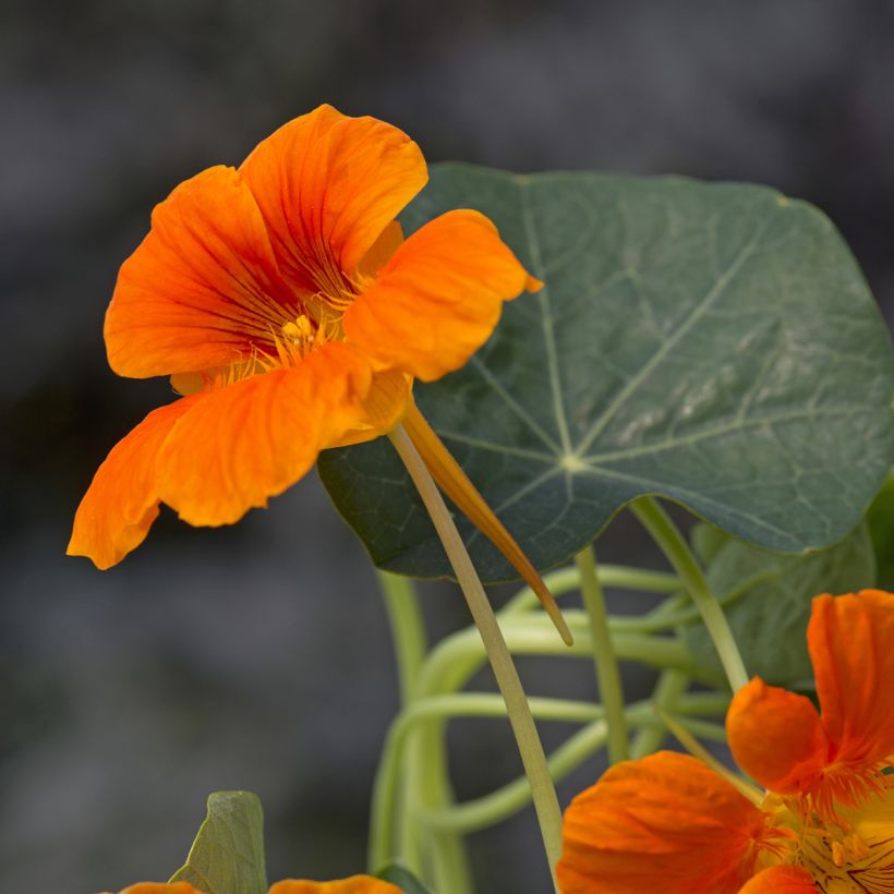 Pikkuköynnöskrassi Baby Orange (siemenet) (Kukinta)