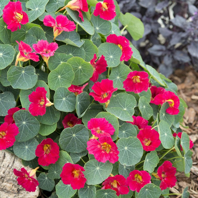 Pikkuköynnöskrassi Baby Rose (siemenet) (Kasvutapa)