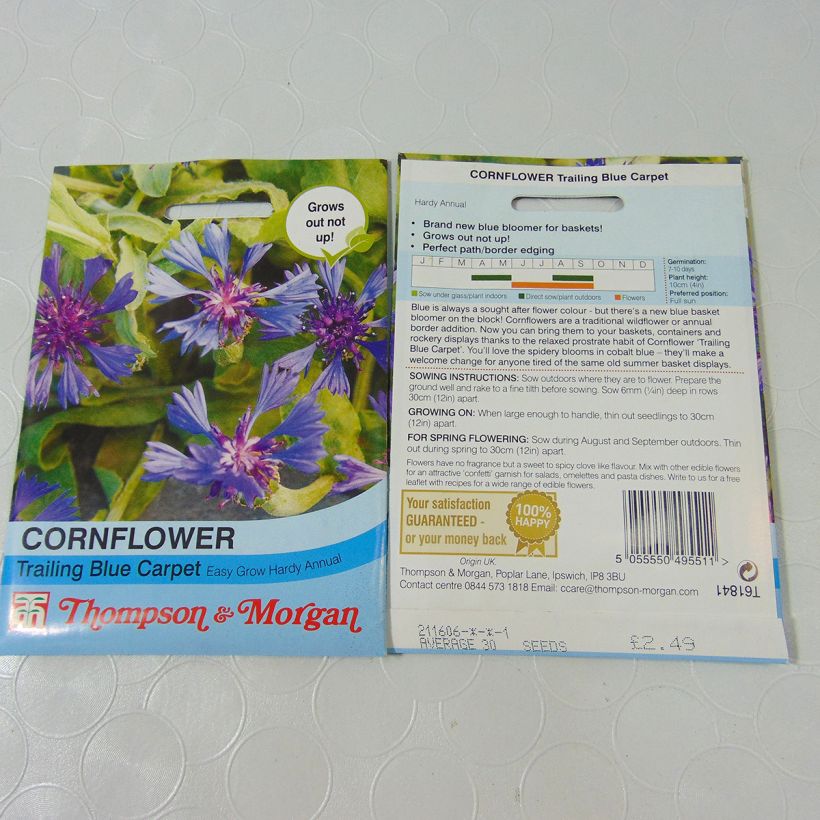 Esimerkki toimitetusta Kaunoki Trailing Blue Carpet (siemenet) per pack of 30 seeds-taimesta