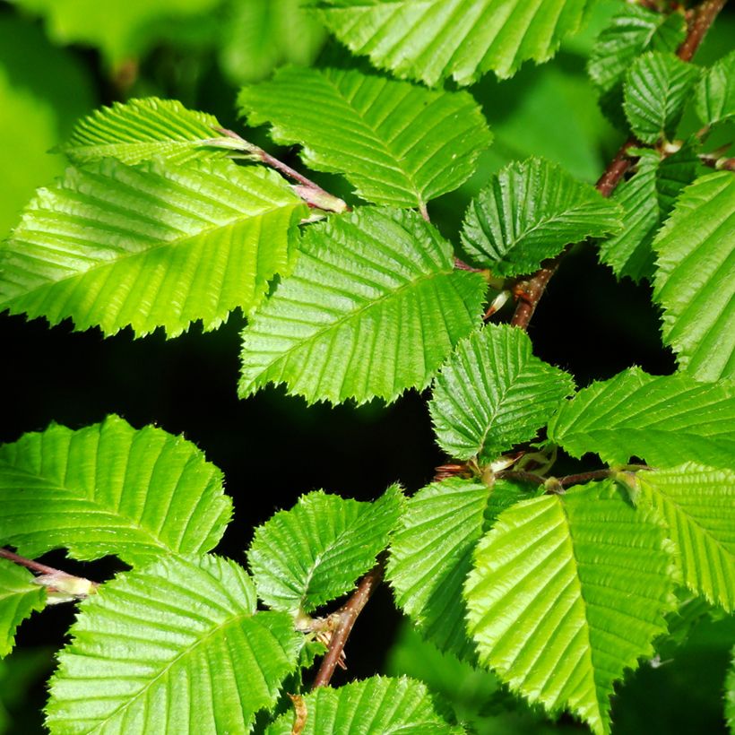 Valkopyökki (siemenet) - Carpinus betulus (Lehvistö)