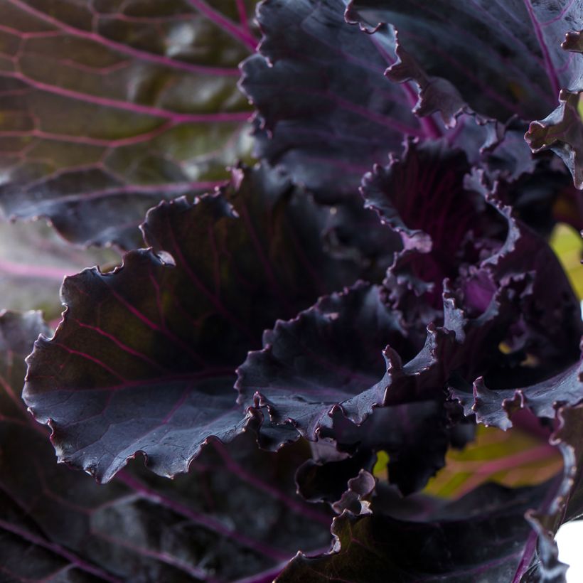 Koristekaali Black Leaf F1 (siemenet) (Lehvistö)