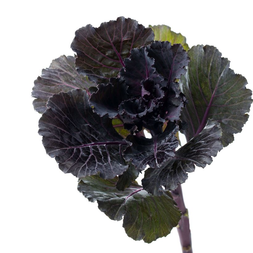 Koristekaali Black Leaf F1 (siemenet) (Sadonkorjuu)