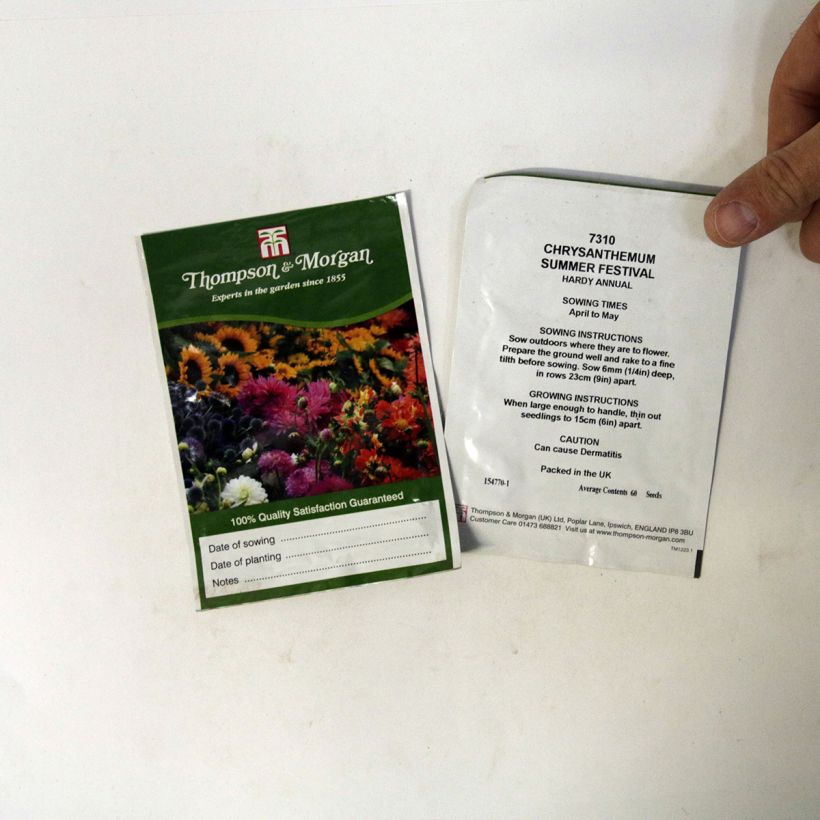 Esimerkki toimitetusta Krysanteemi Summer Festival (siemenet) per pack of 60 seeds-taimesta