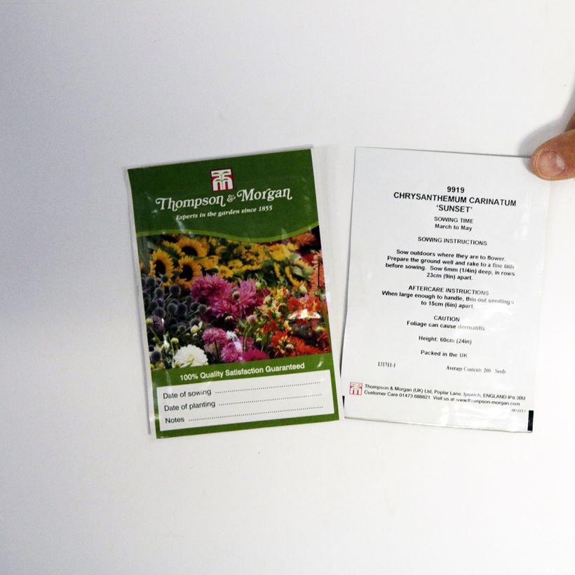 Esimerkki toimitetusta Krysanteemi Sunset (siemenet) per pack of 300 seeds (1g)-taimesta