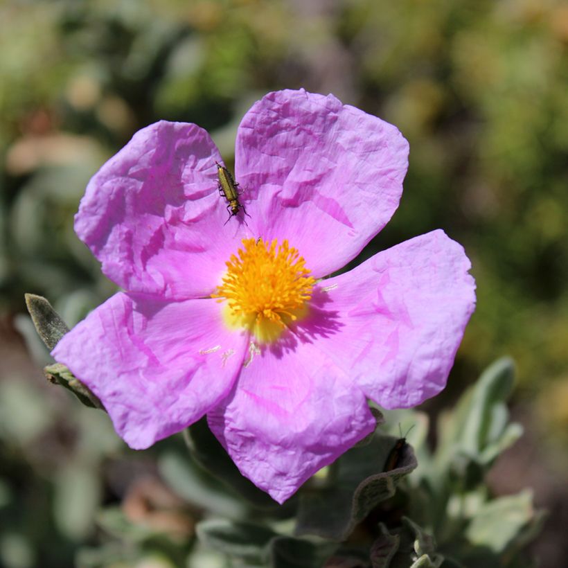 Ruusukistus (siemenet) - Cistus albidus (Kukinta)