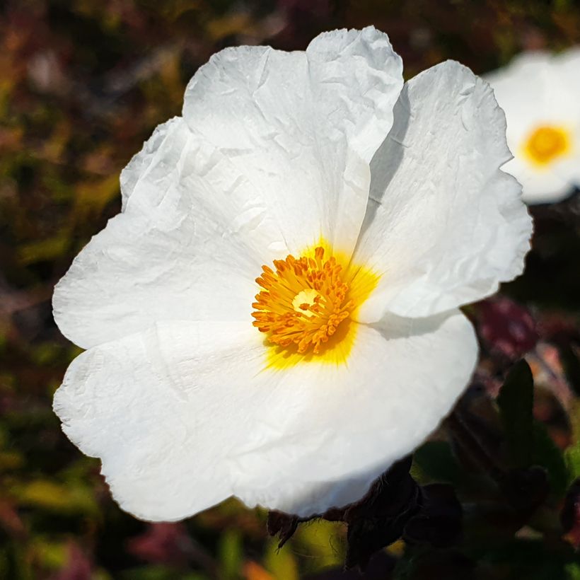 Laakerikistus (siemenet) - Cistus laurifolius (Kukinta)