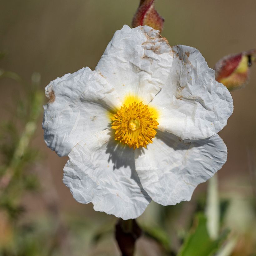 Kaitakistus (siemenet) - Cistus monspeliensis (Kukinta)