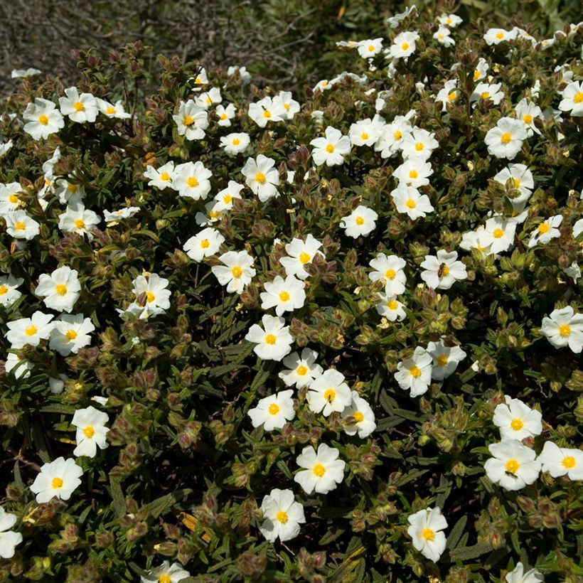 Kaitakistus (siemenet) - Cistus monspeliensis (Kasvutapa)