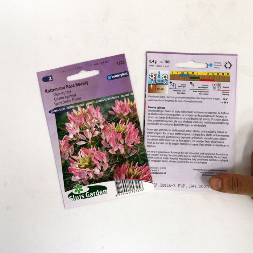 Esimerkki toimitetusta Otahämähäkkikukka Rose Beauty (siemenet) per pack of 180 seeds-taimesta