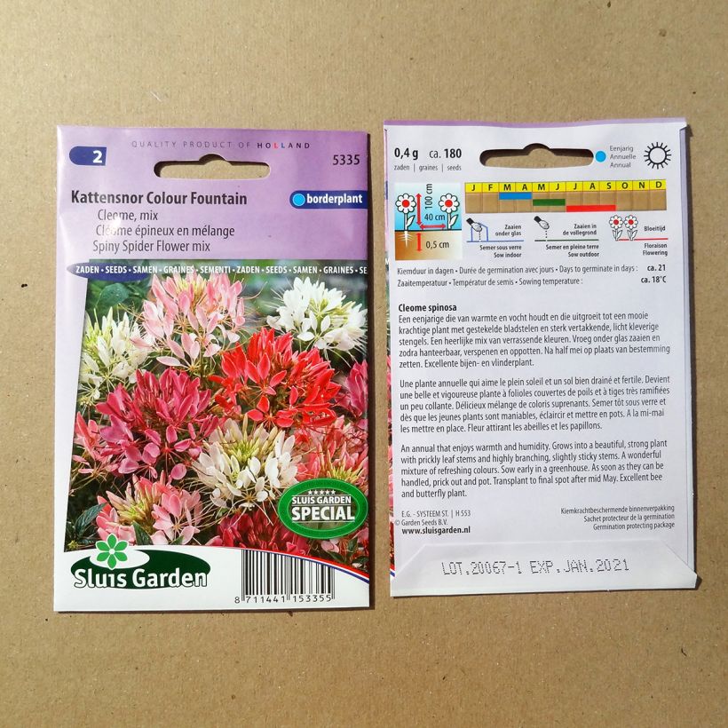 Esimerkki toimitetusta Otahämähäkkikukka Colour Fountain Mix (siemenet) per pack of 450 seeds (1g)-taimesta