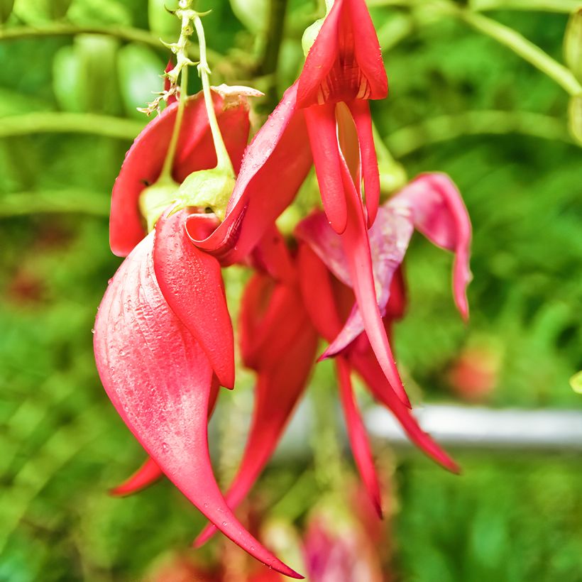 Papukaijannokka (siemenet) - Clianthus puniceus (Kukinta)