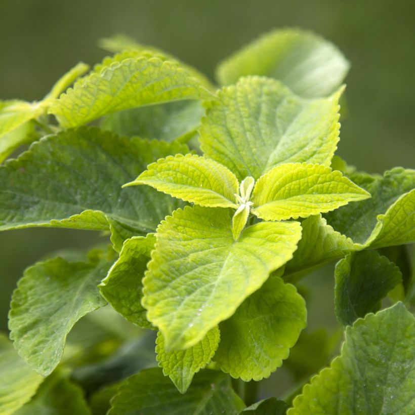 Isokirjopeippi Mezmerize Bright Green (siemenet) (Lehvistö)