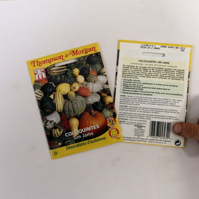 Esimerkki toimitetusta Kurpitsa Jim Jams (siemenet) per pack of 31.5 seeds (2.1g)-taimesta