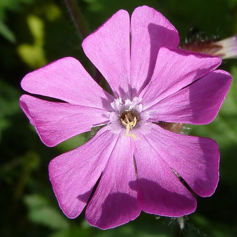 Puna-ailakki (siemenet) - Silene dioica (Kukinta)