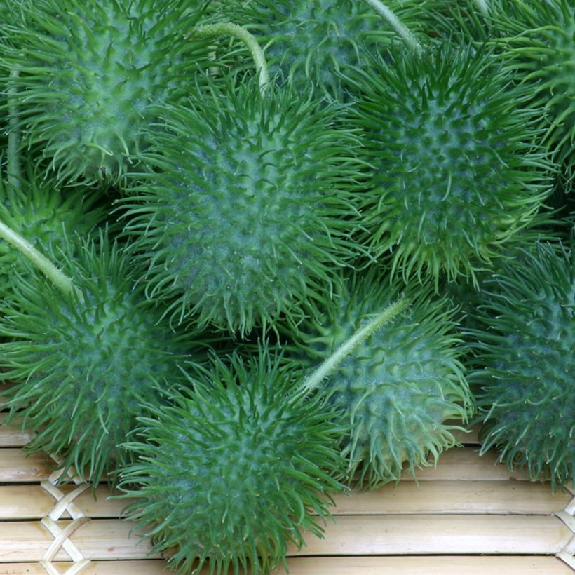 Cucumis anguria (siemenet) (Sadonkorjuu)