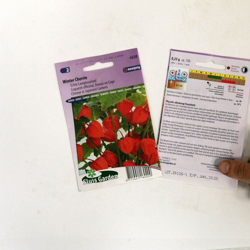 Esimerkki toimitetusta Lyhtykoiso Winter Cherry (siemenet) per pack of 150 seeds-taimesta