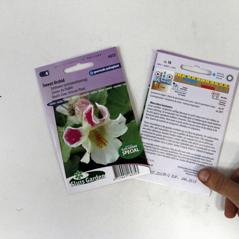 Esimerkki toimitetusta Kirjonorsunkärsä (siemenet) - Proboscidea louisianica per pack of 10 seeds-taimesta