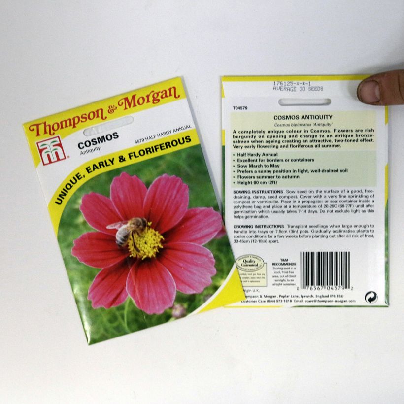 Esimerkki toimitetusta Kosmoskukka Antiquity (siemenet) per pack of 30 seeds-taimesta