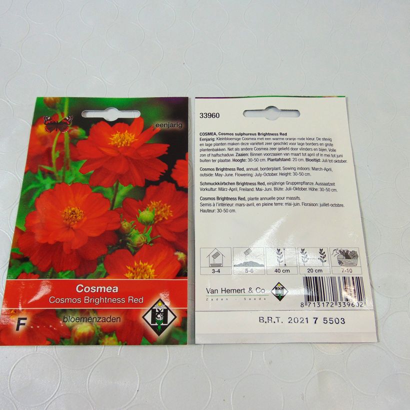 Esimerkki toimitetusta Keltakosmos Brightness Red (siemenet) per pack of 40 seeds (0.5g)-taimesta
