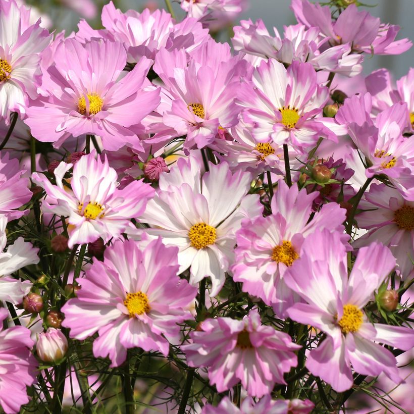 Kosmoskukka Colletta Pink-White (siemenet) (Kukinta)
