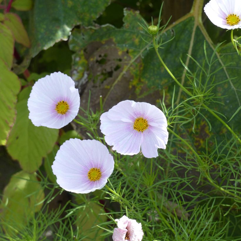 Kosmoskukka Cupsy Blush luomu (siemenet) (Kukinta)